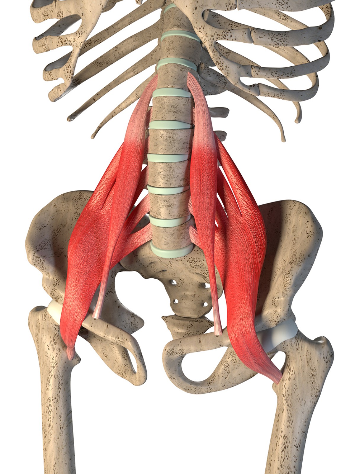 Psoas Muscle Inhibition: Often Overlooked, Yet Clinically Important ...