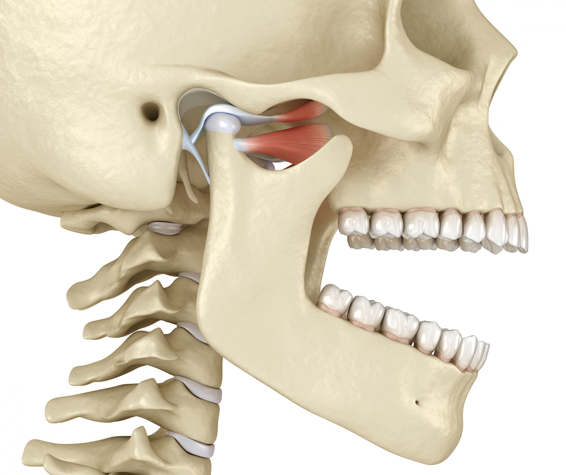 Temporomandibular Joint Dysfunction | The American Chiropractor | APRIL ...