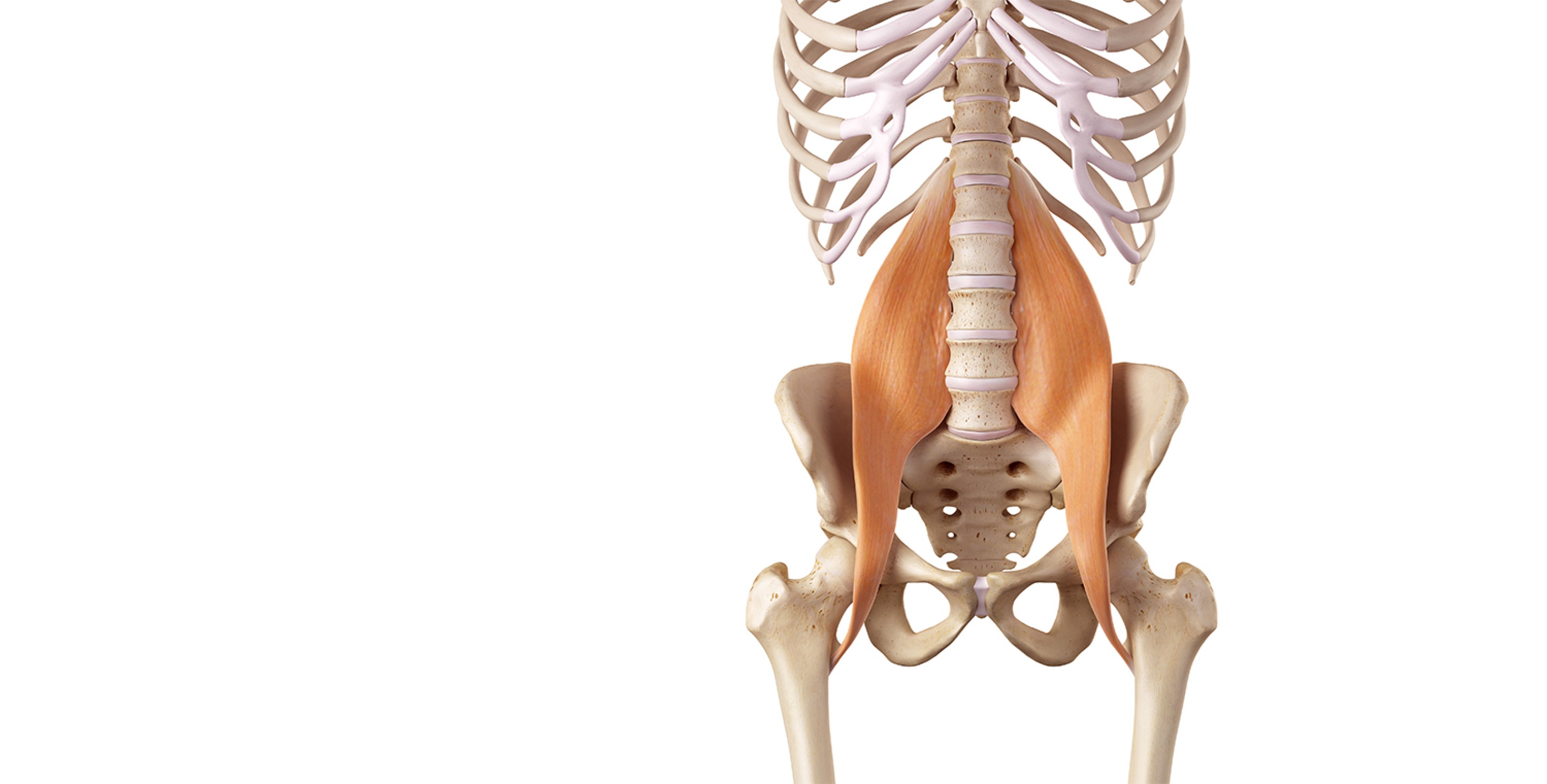 Psoas Muscle Inhibition | The American Chiropractor | JULY 2022