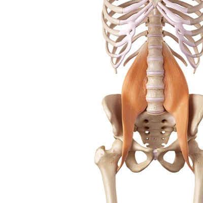 Welcome to the Complete The American Chiropractor Archive