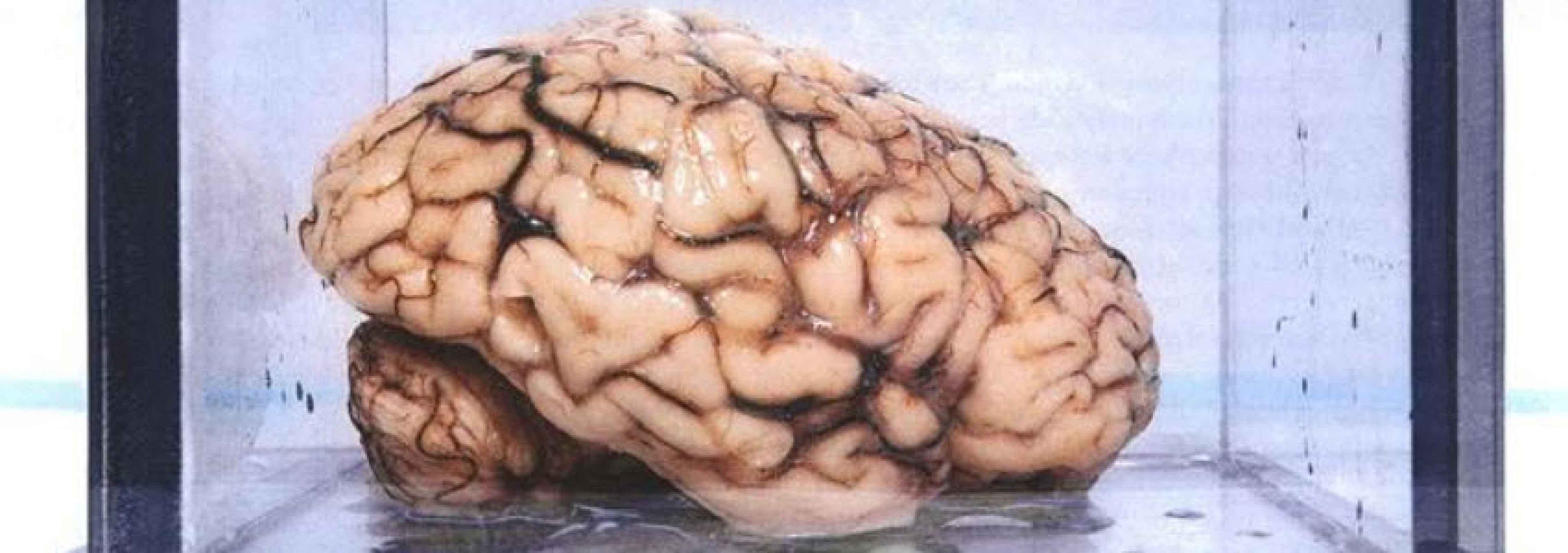 Where does our consciousness live? Scientists think they found out -  Earth.com, image size:4533x1600